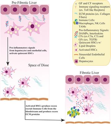 Hepatic Stellate Cells and Hepatocarcinogenesis